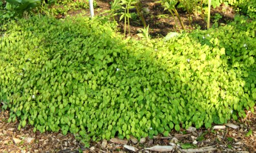 epimedium grandiflorum nanum