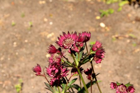 astrantia exbury court photo