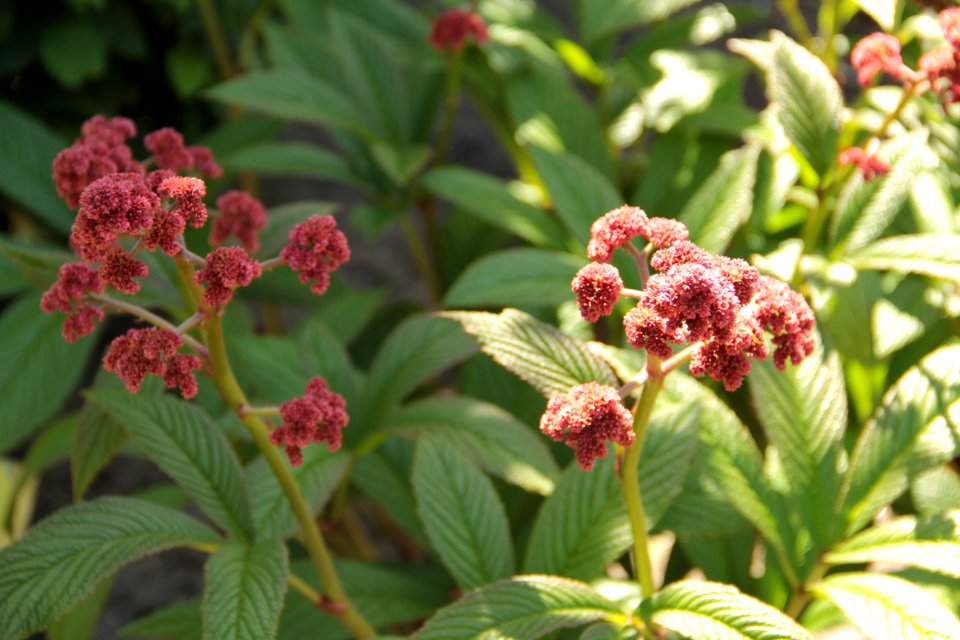 rodgersia pinnata