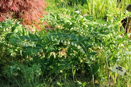 polygonatum