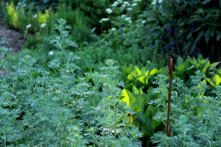 artemisia