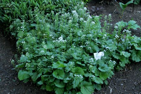 Pachyphragma macrophylla