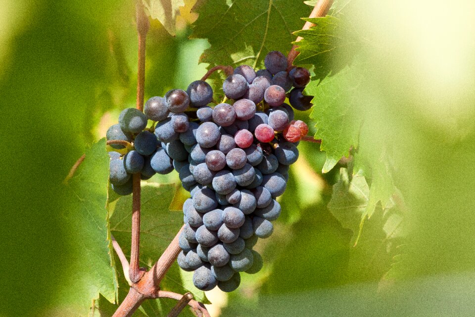 Wine harvest plant autumn