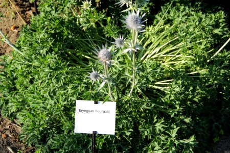eryngium