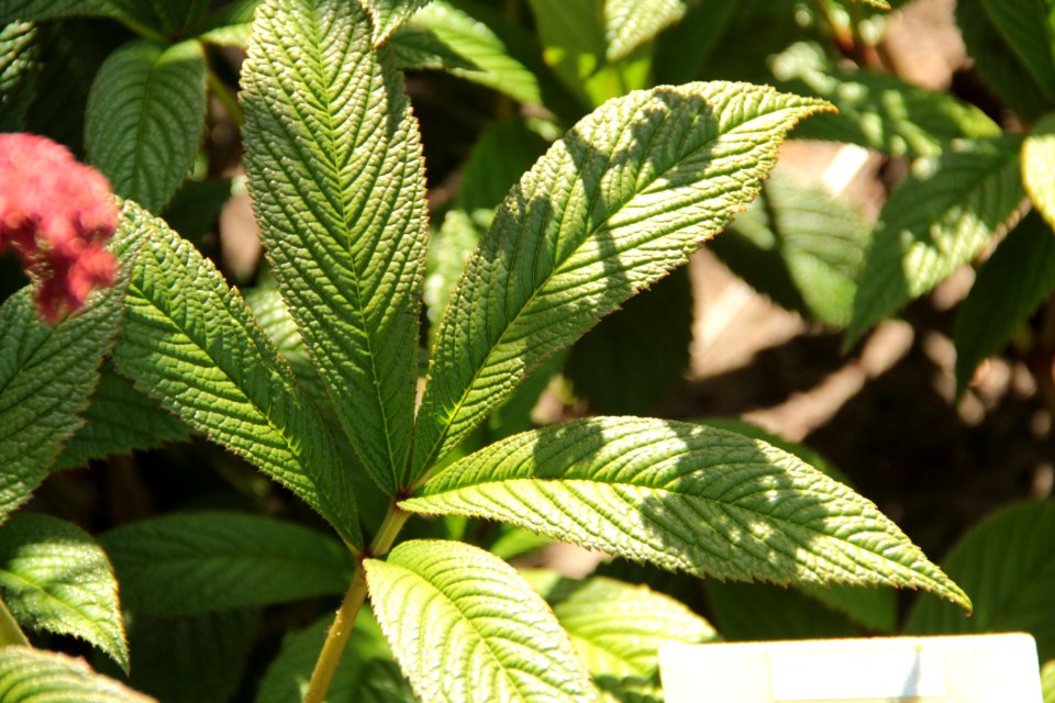 rodgersia pinnata hor uk