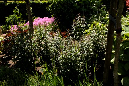 veronicastrum virginicum erica