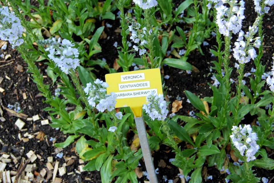 veronica gentianoides barbara sherwood