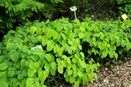 epimedium