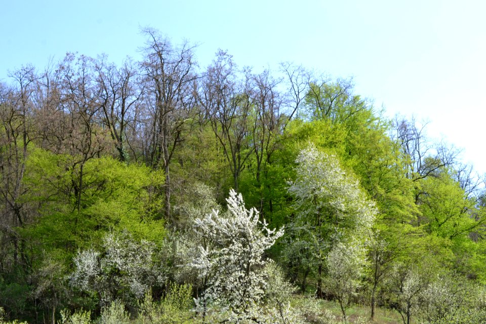 flowering trees