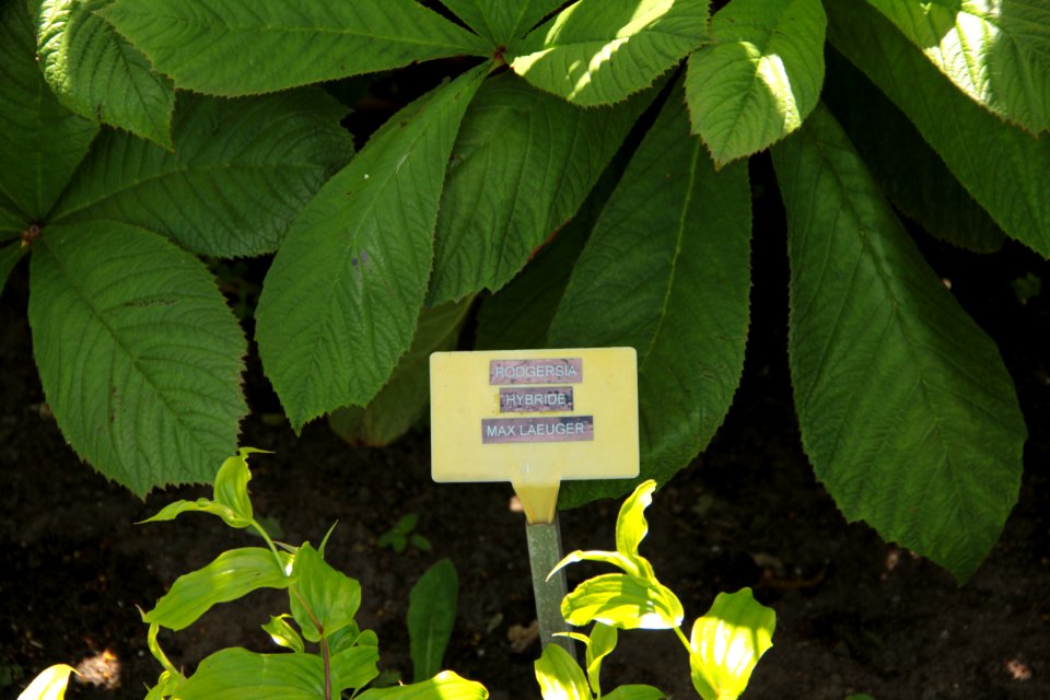 rodgersia max laeuger