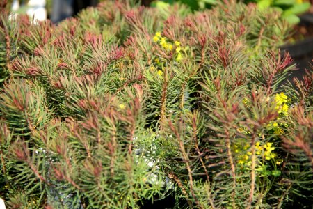 euphorbia