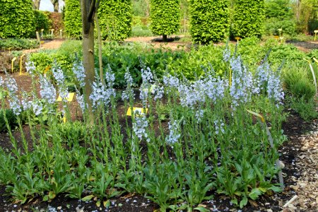 veronica gentianoides barbara sherwood