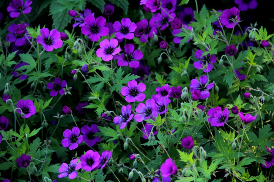 geranium anne thomson