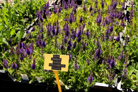 salvia nemorosa marcus