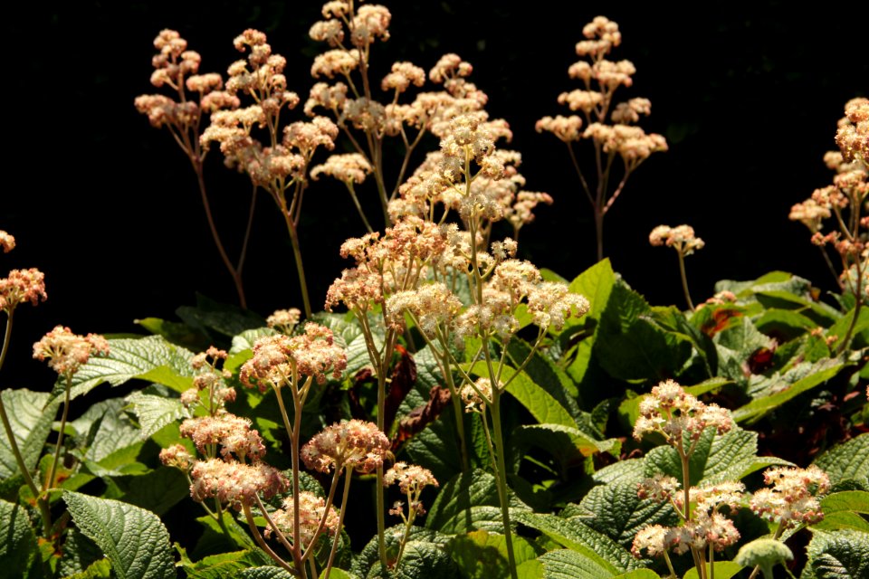 rodgersia pinnata hortorum