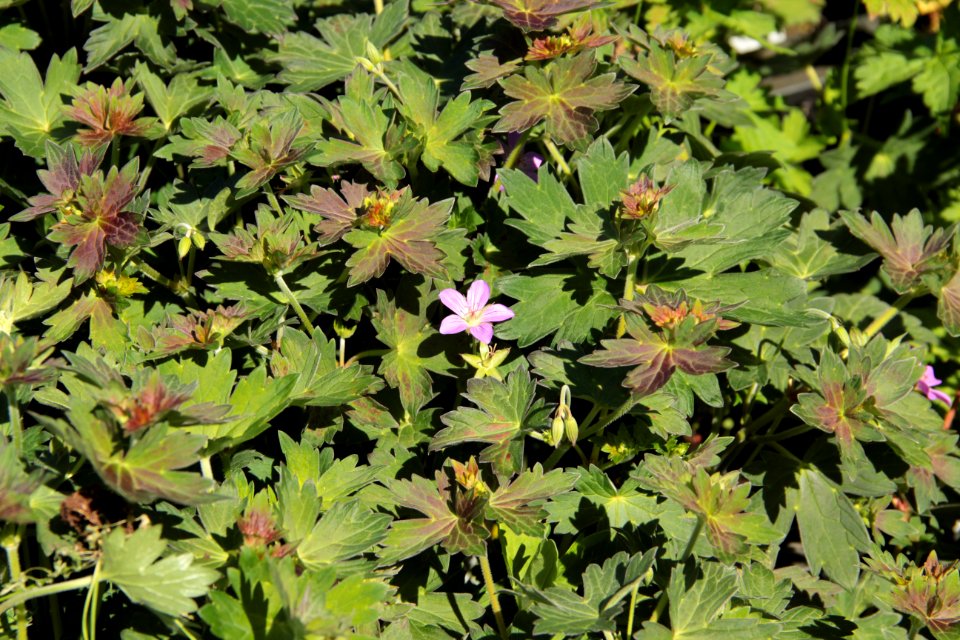 geranium photo