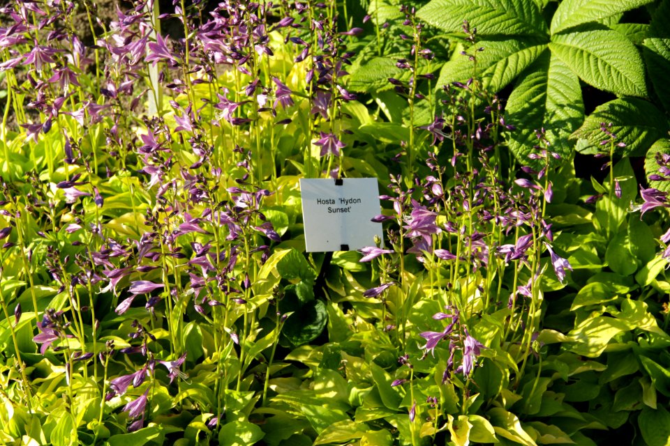 hosta hydon sunset