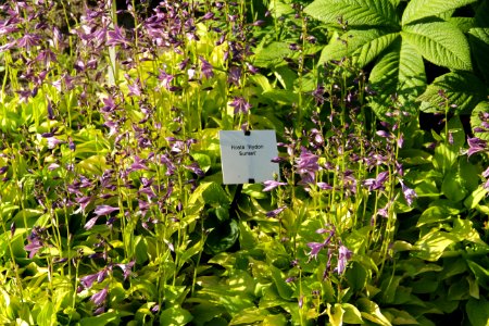 hosta hydon sunset