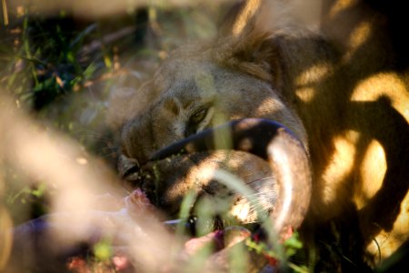 Lioness
