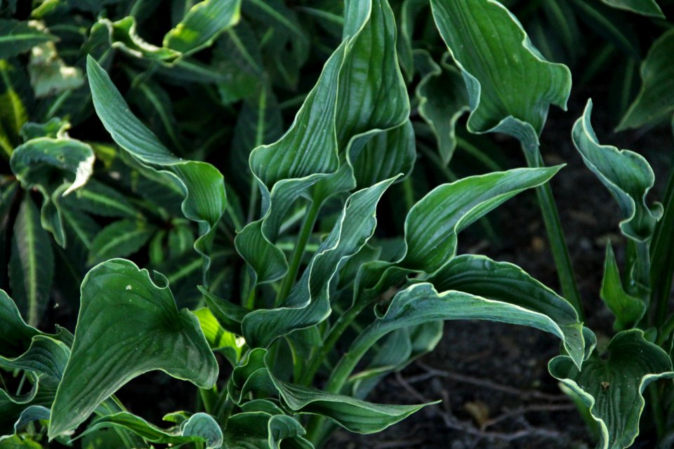 hosta praying hands