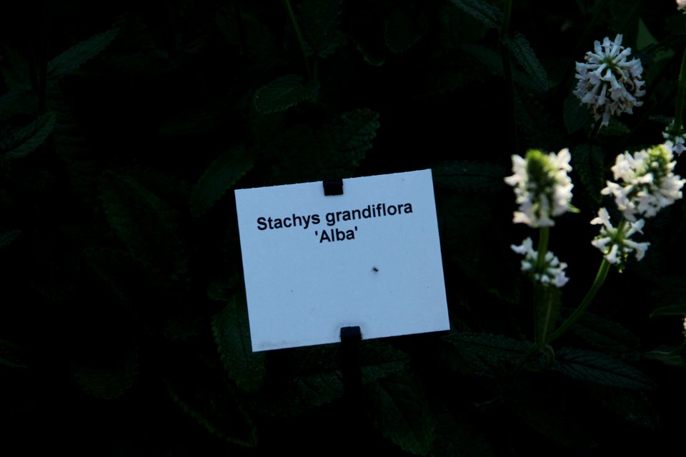 stachys grandiflora alba
