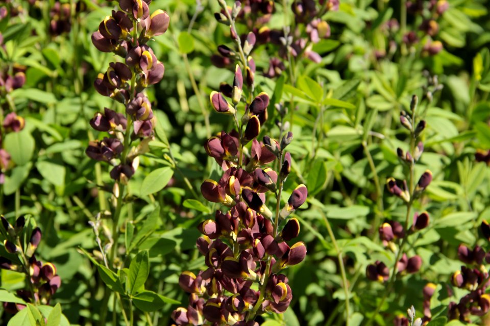 baptisa chocolate chip