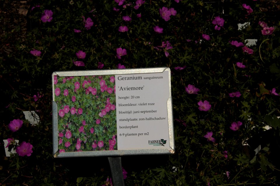 geranium sanguinium aviemore
