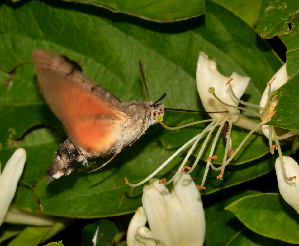 Butterflies macroglossum stellatarum