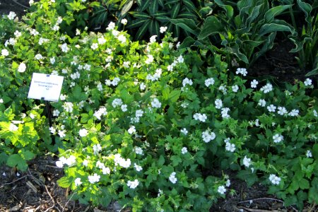geranium nodosum