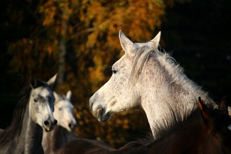 Horse head mold autumn
