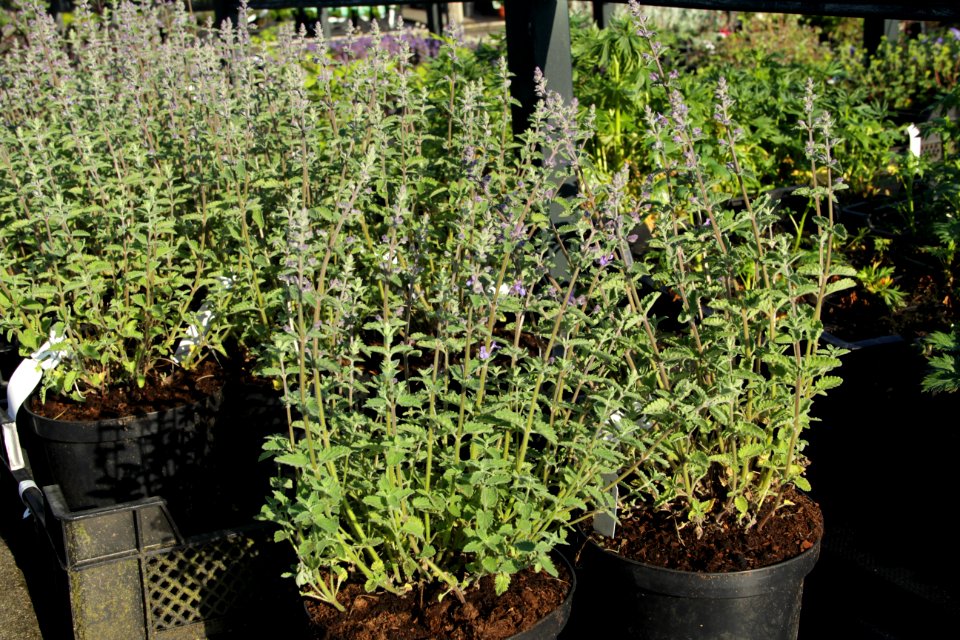 nepeta junior walker