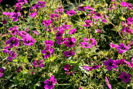 geranium bressingham flair photo