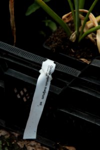 ornithogalum magnum