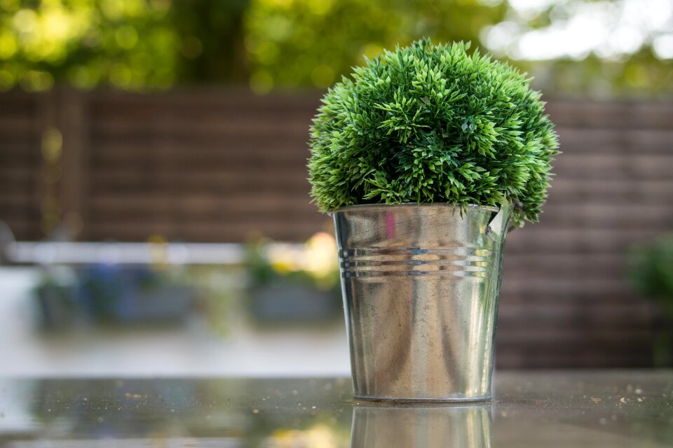Plant green bloom
