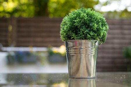 Plant green bloom