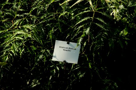 aruncus dioicus kneiffii