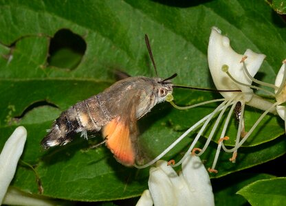 Butterflies macroglossum stellatarum