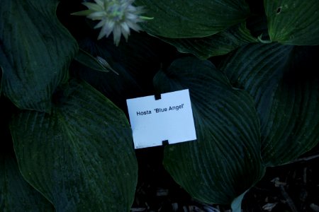 hosta blue angel