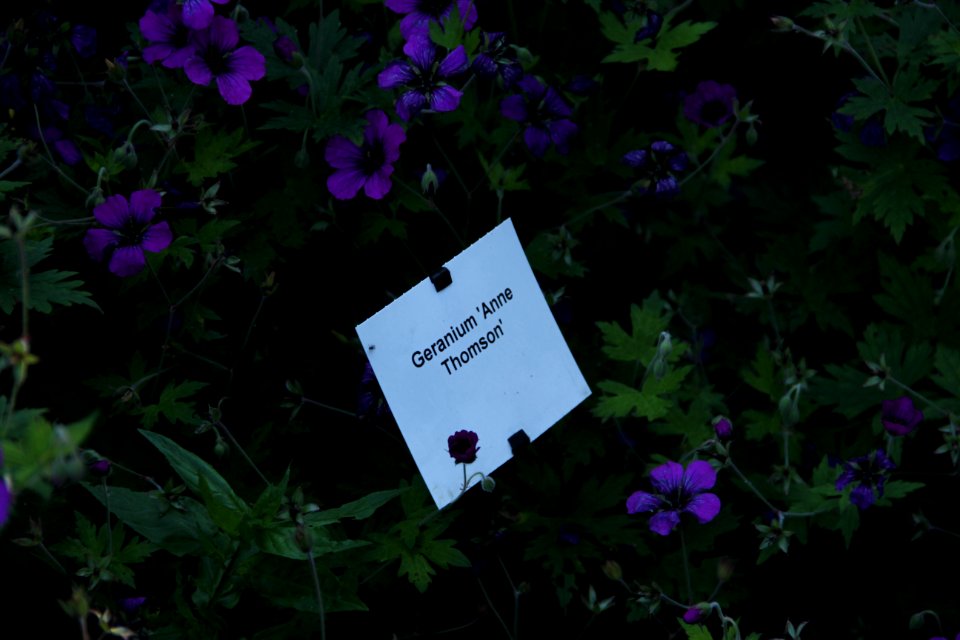 geranium anne thomson