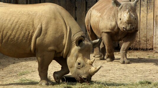 Wild nature rhino photo