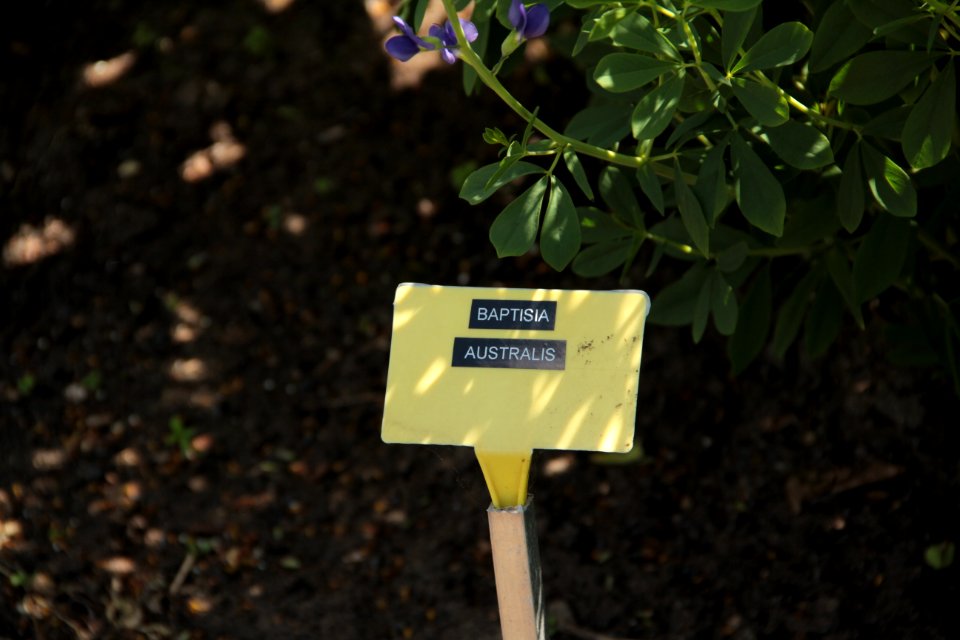 baptisia australis