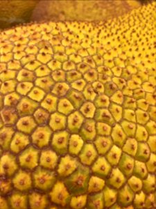 Jackfruit Skin photo