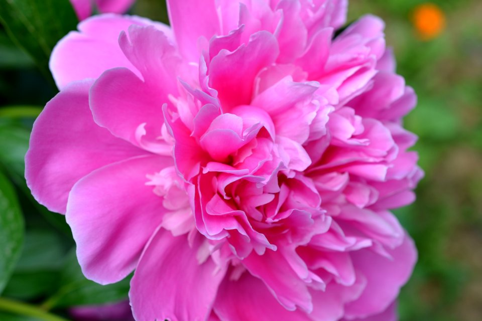 peony