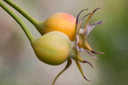 Orange nature bush