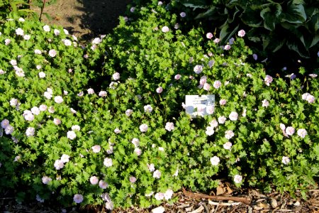 Geranium sanguineum Apfelblüte