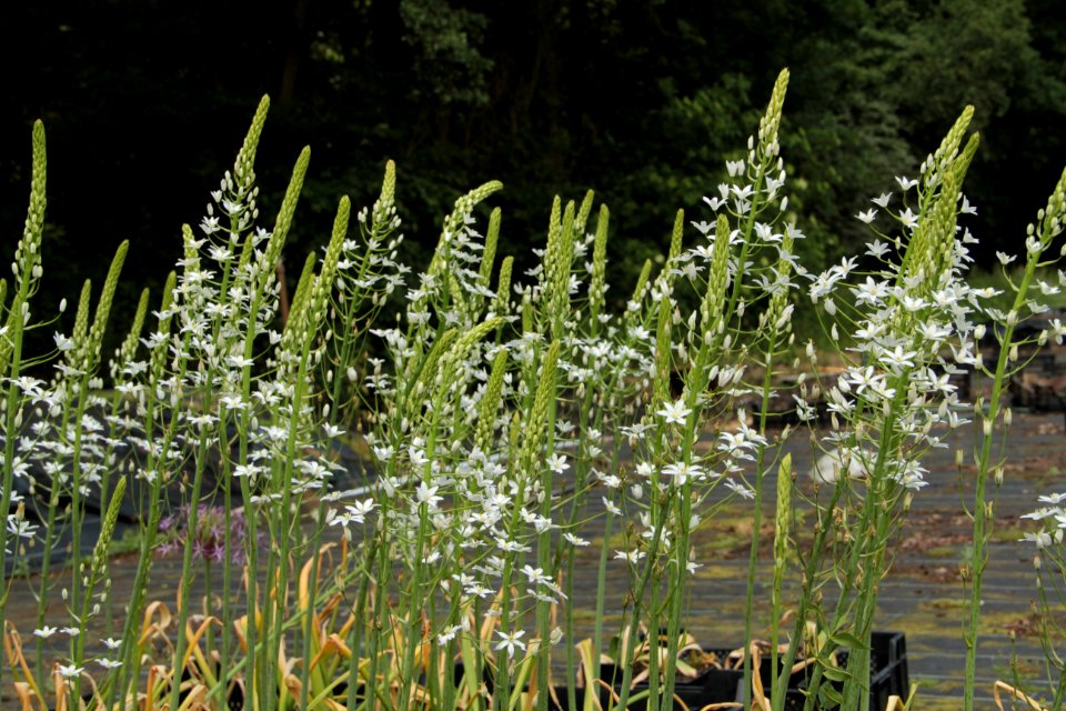 ornithogalum magnum