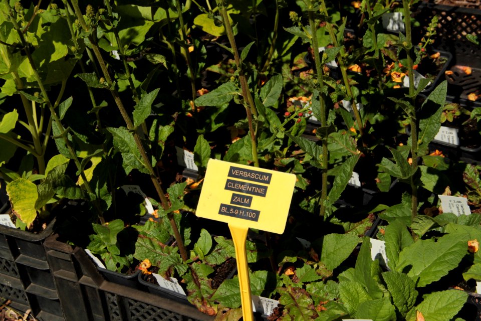 verbascum clementine