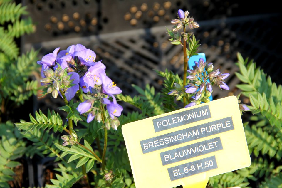 polemonium bressingham purple