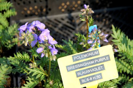 polemonium bressingham purple