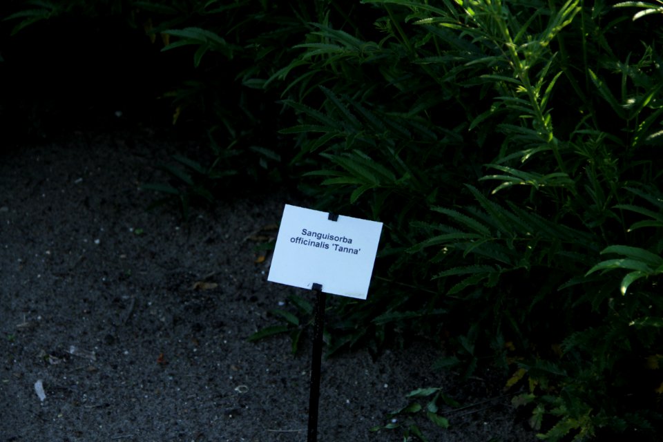 Sanguisorba officinalis 'Tanna'